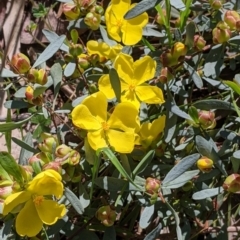 Hibbertia obtusifolia (Grey Guinea-flower) at Albury - 8 Oct 2021 by Darcy