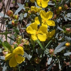 Hibbertia obtusifolia at Glenroy, NSW - 8 Oct 2021 12:20 PM