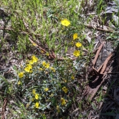 Hibbertia obtusifolia at Glenroy, NSW - 8 Oct 2021