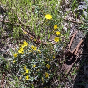 Hibbertia obtusifolia at Glenroy, NSW - 8 Oct 2021 12:20 PM