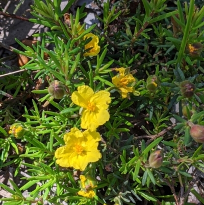 Hibbertia riparia (Erect Guinea-flower) at Norris Hill - 8 Oct 2021 by Darcy