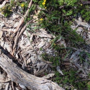 Hibbertia riparia at Glenroy, NSW - 8 Oct 2021