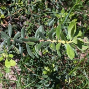 Persoonia rigida at Glenroy, NSW - 8 Oct 2021 12:22 PM