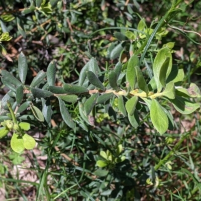 Persoonia rigida (Hairy Geebung) at Norris Hill - 8 Oct 2021 by Darcy