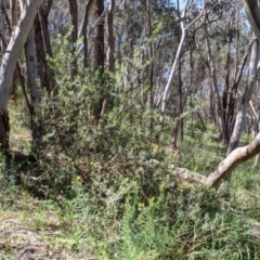 Persoonia rigida at Glenroy, NSW - 8 Oct 2021 12:22 PM