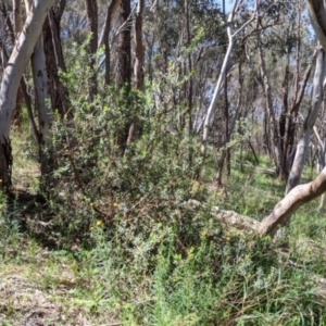 Persoonia rigida at Glenroy, NSW - 8 Oct 2021 12:22 PM