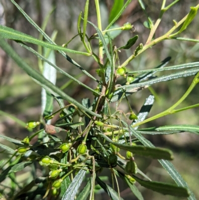 Dodonaea viscosa subsp. angustifolia (Giant Hop-bush) at Glenroy, NSW - 8 Oct 2021 by Darcy