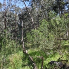 Dodonaea viscosa subsp. angustifolia at Glenroy, NSW - 8 Oct 2021
