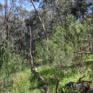 Dodonaea viscosa subsp. angustifolia at Glenroy, NSW - 8 Oct 2021