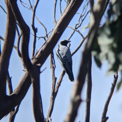 Coracina novaehollandiae (Black-faced Cuckooshrike) at Albury - 8 Oct 2021 by Darcy