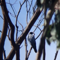 Coracina novaehollandiae at Glenroy, NSW - 8 Oct 2021 12:28 PM