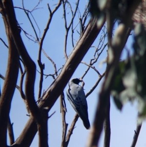 Coracina novaehollandiae at Glenroy, NSW - 8 Oct 2021