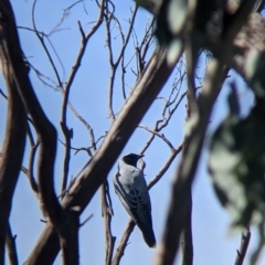 Coracina novaehollandiae at Glenroy, NSW - 8 Oct 2021 12:28 PM