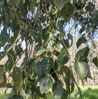 Brachychiton populneus (Kurrajong) at Albury - 8 Oct 2021 by Darcy