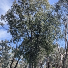 Brachychiton populneus at Glenroy, NSW - 8 Oct 2021
