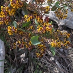 Daviesia latifolia (Hop Bitter-Pea) at Glenroy, NSW - 8 Oct 2021 by Darcy