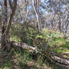 Daviesia latifolia at Glenroy, NSW - 8 Oct 2021