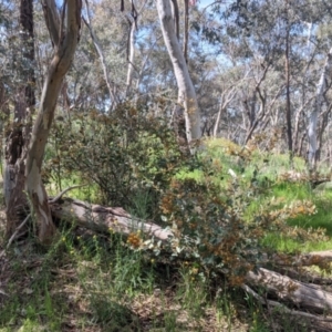 Daviesia latifolia at Glenroy, NSW - 8 Oct 2021 12:34 PM