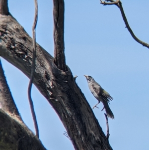 Manorina melanocephala at Glenroy, NSW - 8 Oct 2021