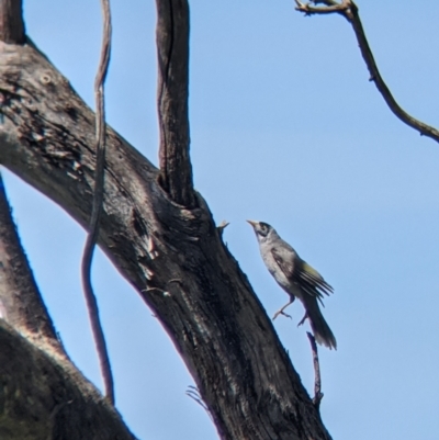 Manorina melanocephala (Noisy Miner) at Norris Hill - 8 Oct 2021 by Darcy