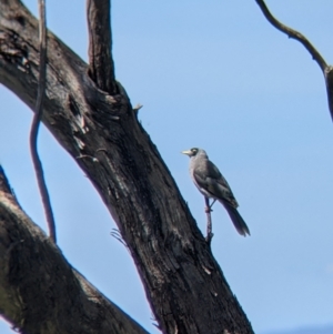 Manorina melanocephala at Glenroy, NSW - 8 Oct 2021