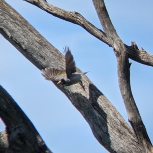 Manorina melanocephala at Glenroy, NSW - 8 Oct 2021
