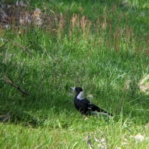 Gymnorhina tibicen at Glenroy, NSW - 8 Oct 2021 12:39 PM