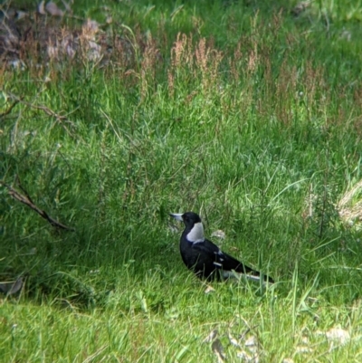 Gymnorhina tibicen (Australian Magpie) at Albury - 8 Oct 2021 by Darcy