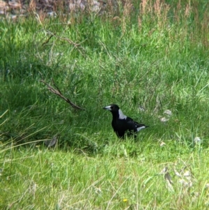 Gymnorhina tibicen at Glenroy, NSW - 8 Oct 2021 12:39 PM