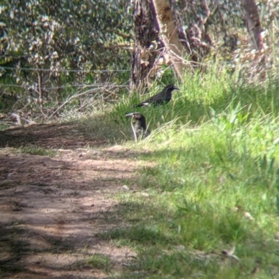 Strepera graculina (Pied Currawong) at Norris Hill - 8 Oct 2021 by Darcy