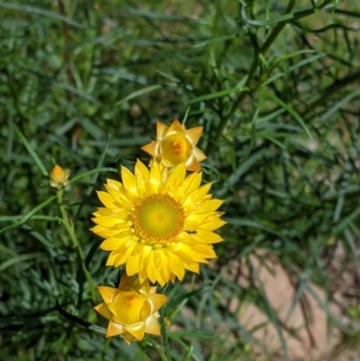 Xerochrysum viscosum (Sticky Everlasting) at Albury - 8 Oct 2021 by Darcy