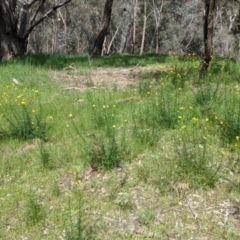 Xerochrysum viscosum at Lavington, NSW - 8 Oct 2021 12:43 PM