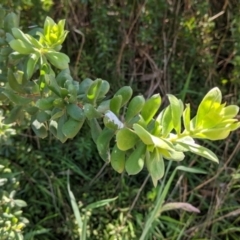 Persoonia rigida (Hairy Geebung) at Albury - 8 Oct 2021 by Darcy