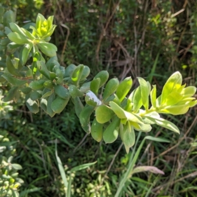 Persoonia rigida (Hairy Geebung) at Glenroy, NSW - 8 Oct 2021 by Darcy