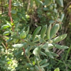 Persoonia rigida at Glenroy, NSW - 8 Oct 2021 12:56 PM