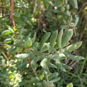 Persoonia rigida at Glenroy, NSW - 8 Oct 2021 12:56 PM