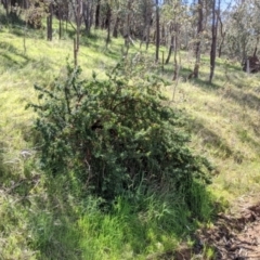 Persoonia rigida at Glenroy, NSW - 8 Oct 2021 12:56 PM