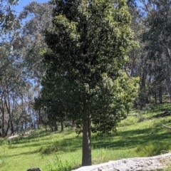 Brachychiton populneus (Kurrajong) at Norris Hill - 8 Oct 2021 by Darcy