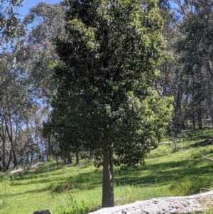 Brachychiton populneus at Glenroy, NSW - 8 Oct 2021 01:12 PM