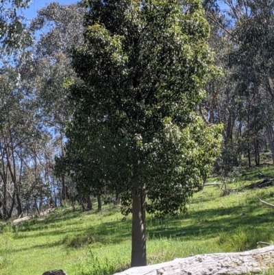 Brachychiton populneus (Kurrajong) at Norris Hill - 8 Oct 2021 by Darcy