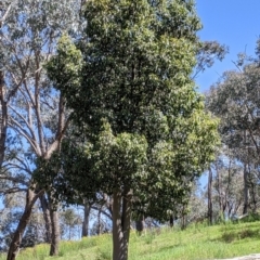 Brachychiton populneus at Glenroy, NSW - 8 Oct 2021 01:12 PM