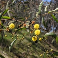 Acacia verniciflua (Varnish Wattle) at Norris Hill - 8 Oct 2021 by Darcy