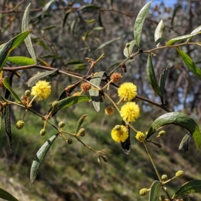 Acacia verniciflua (Varnish Wattle) at Albury - 8 Oct 2021 by Darcy