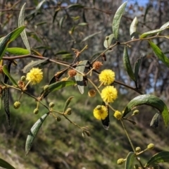 Acacia verniciflua (Varnish Wattle) at Glenroy, NSW - 8 Oct 2021 by Darcy