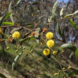 Acacia verniciflua at Glenroy, NSW - 8 Oct 2021