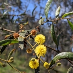 Acacia verniciflua at Glenroy, NSW - 8 Oct 2021