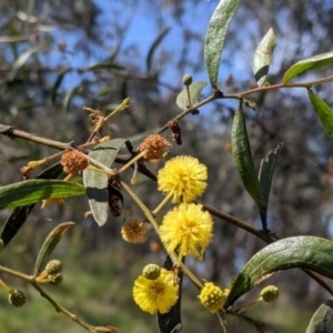 Acacia verniciflua at Glenroy, NSW - 8 Oct 2021 01:21 PM