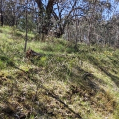 Acacia verniciflua at Glenroy, NSW - 8 Oct 2021