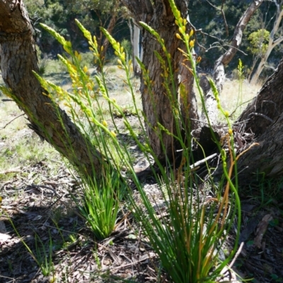 Bulbine glauca (Rock Lily) at Banks, ACT - 21 Sep 2021 by MB