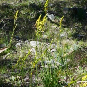 Bulbine glauca at Banks, ACT - 21 Sep 2021